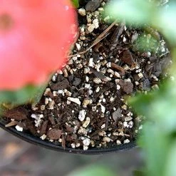 Perfect Plants Organic Vermiculite For Plants