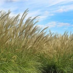 Perfect Plants Miscanthus Adagio Shrub Ornamental Grasses