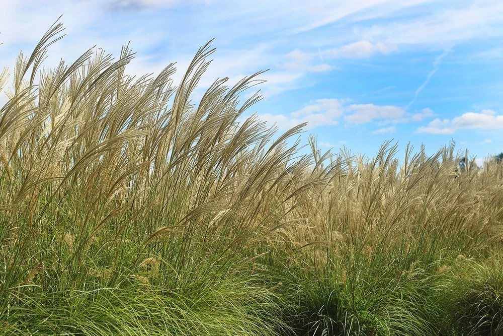Perfect Plants Miscanthus Adagio Shrub Ornamental Grasses 2 Perfect Plants Miscanthus Adagio Shrub Ornamental Grasses