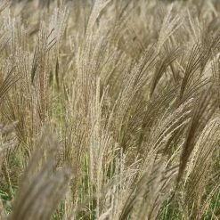 Perfect Plants Miscanthus Adagio Shrub Ornamental Grasses 8 Perfect Plants Miscanthus Adagio Shrub Ornamental Grasses