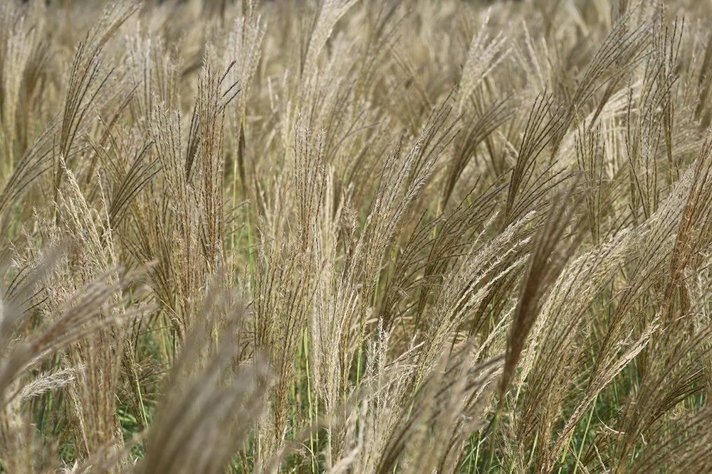 Perfect Plants Miscanthus Adagio Shrub Ornamental Grasses 3 Perfect Plants Miscanthus Adagio Shrub Ornamental Grasses