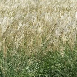 Perfect Plants Miscanthus Adagio Shrub Ornamental Grasses 9 Perfect Plants Miscanthus Adagio Shrub Ornamental Grasses