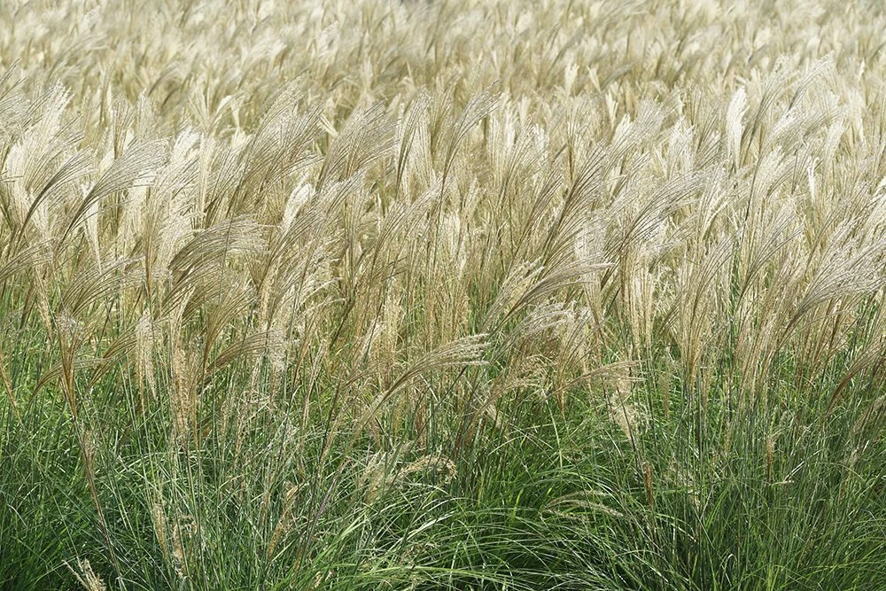 Perfect Plants Miscanthus Adagio Shrub Ornamental Grasses 4 Perfect Plants Miscanthus Adagio Shrub Ornamental Grasses