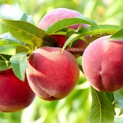 Perfect Plants All Fruit & Nut Trees Carored Peach Tree