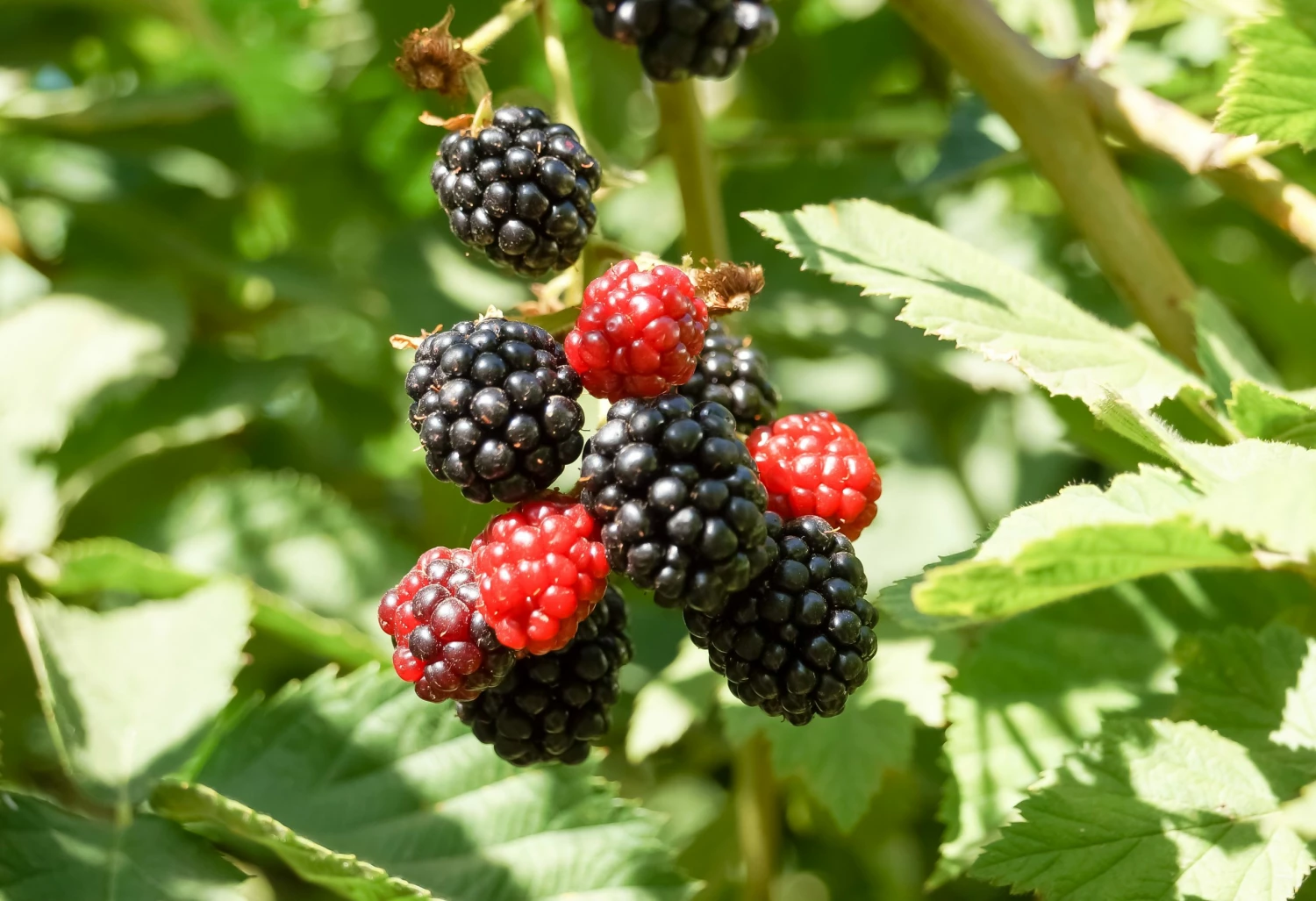 Perfect Plants Apache Blackberry Bush 2 Perfect Plants Apache Blackberry Bush