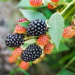 Perfect Plants Osage Blackberry Bush