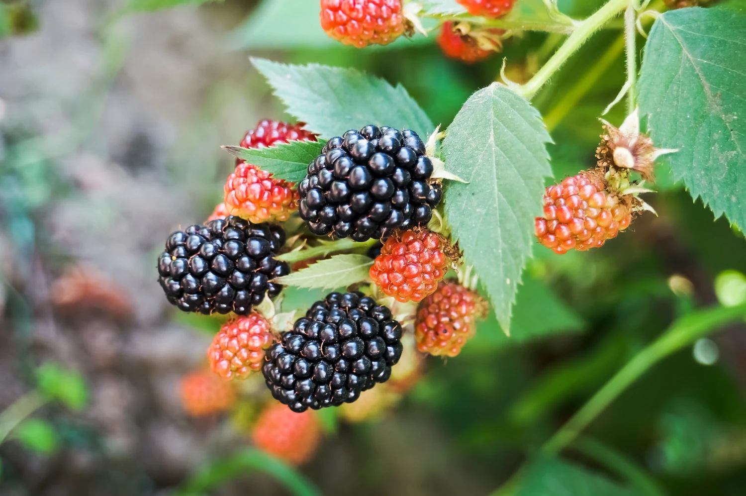 Perfect Plants Osage Blackberry Bush 1 Perfect Plants Osage Blackberry Bush