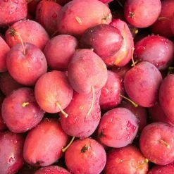 Perfect Plants All Trees Dolgo Crabapple Tree