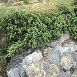 Perfect Plants Deer Resistant Shrubs Blue Rug Juniper Shrub