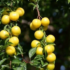 Perfect Plants Plum Trees Golden Plum Tree