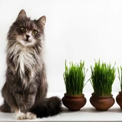 Perfect Plants Organic Cat Grass Kit |View All