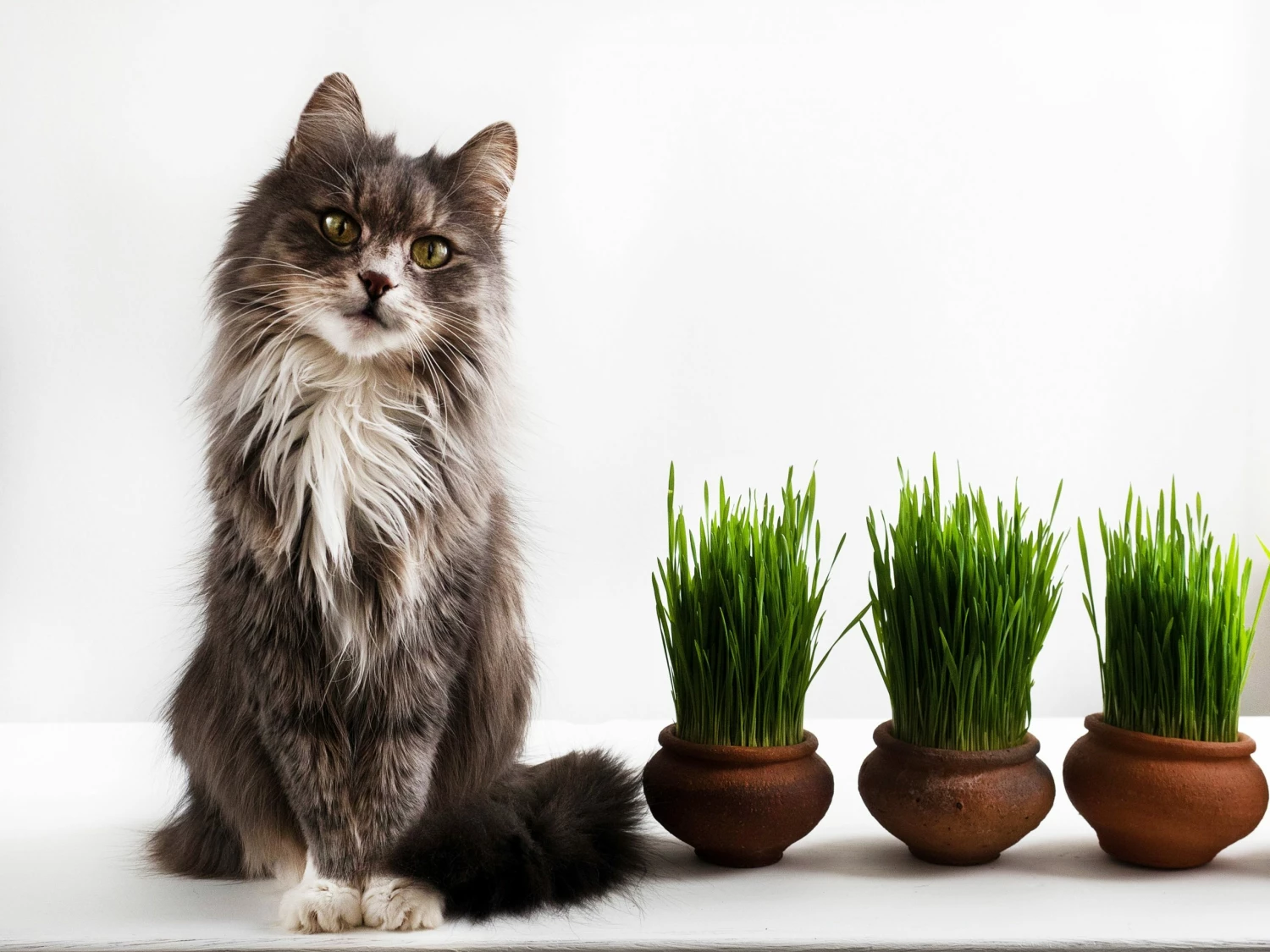 Perfect Plants Organic Cat Grass Kit |View All 2 Perfect Plants Organic Cat Grass Kit |View All