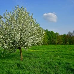 Perfect Plants All Trees Dolgo Crabapple Tree