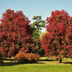 Perfect Plants October Glory Red Maple Tree