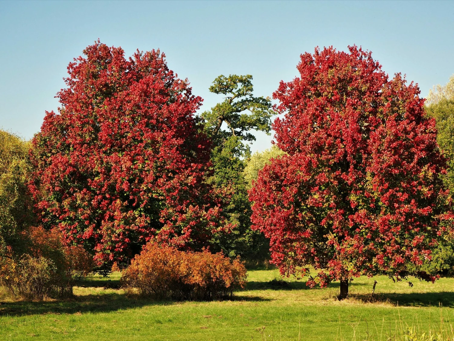 Perfect Plants October Glory Red Maple Tree 2 Perfect Plants October Glory Red Maple Tree