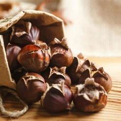 Perfect Plants Hybrid American Chestnut Tree - Fall 2022 Pre Order All Fruit & Nut Trees