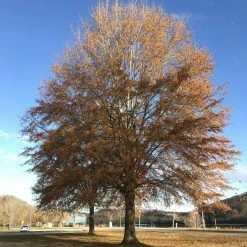 Perfect Plants Willow Oak Tree