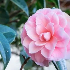 Perfect Plants Pink Perfection Camellia