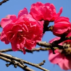 Perfect Plants Crimson Cascade Weeping Peach Tree