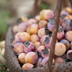 Perfect Plants American Persimmon Tree 5 Perfect Plants American Persimmon Tree