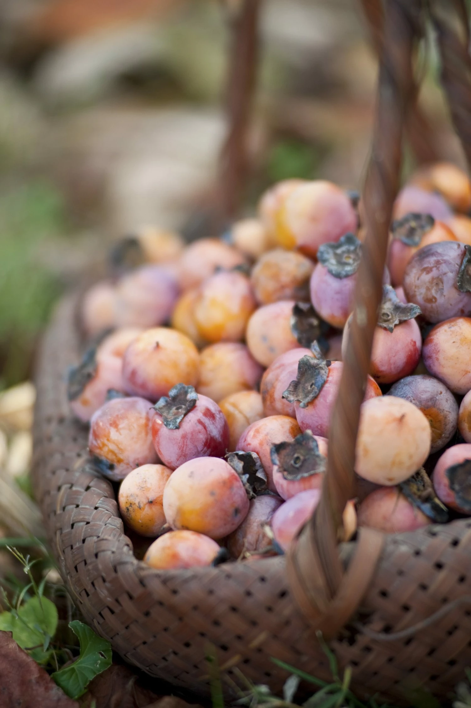 Perfect Plants American Persimmon Tree 3 Perfect Plants American Persimmon Tree