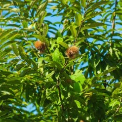 Perfect Plants Hybrid American Chestnut Tree - Fall 2022 Pre Order All Fruit & Nut Trees