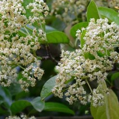 Perfect Plants Sweet Viburnum 11 Perfect Plants Sweet Viburnum