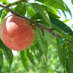 Perfect Plants All Fruit & Nut Trees Tropic Snow Peach Tree