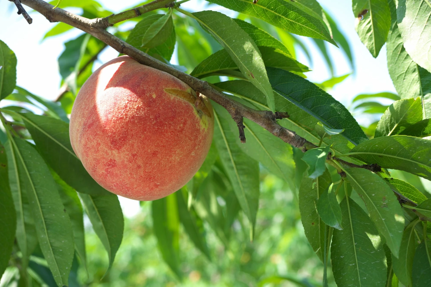 Perfect Plants All Fruit & Nut Trees Tropic Snow Peach Tree 1 Perfect Plants All Fruit & Nut Trees Tropic Snow Peach Tree