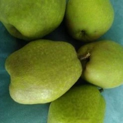 Perfect Plants Kieffer Pear Tree Pear Trees