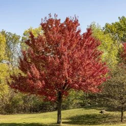 Perfect Plants October Glory Red Maple Tree 8 Perfect Plants October Glory Red Maple Tree