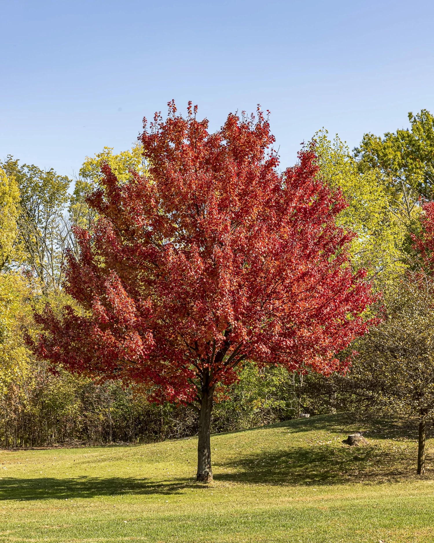 Perfect Plants October Glory Red Maple Tree 3 Perfect Plants October Glory Red Maple Tree