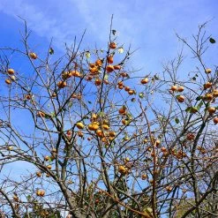 Perfect Plants Ichi Ki Kei Jiro Persimmon Tree
