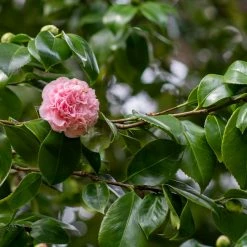 Perfect Plants Debutante Camellia