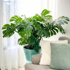 Perfect Plants Monstera Deliciosa