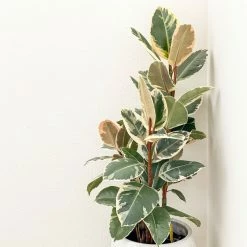 Perfect Plants All Houseplants Variegated Rubber Plant – Ficus Tineke 8 Perfect Plants All Houseplants Variegated Rubber Plant – Ficus Tineke