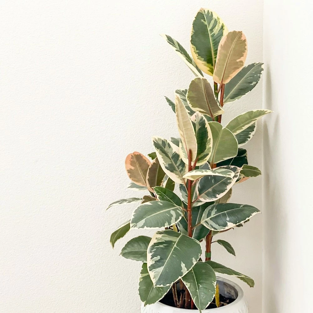 Perfect Plants All Houseplants Variegated Rubber Plant – Ficus Tineke 4 Perfect Plants All Houseplants Variegated Rubber Plant – Ficus Tineke