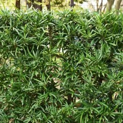 Perfect Plants All Shrubs & Hedges Podocarpus Pringles Dwarf