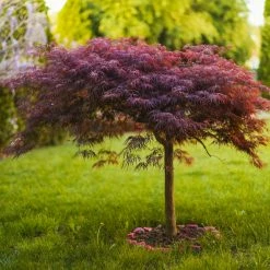 Perfect Plants Weeping Tamukeyama Japanese Maple Tree