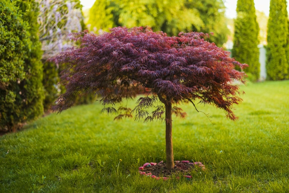 Perfect Plants Weeping Tamukeyama Japanese Maple Tree 2 Perfect Plants Weeping Tamukeyama Japanese Maple Tree