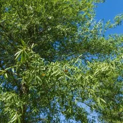 Perfect Plants Willow Oak Tree