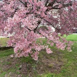 Perfect Plants Robinson Crabapple Tree All Trees