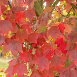 Perfect Plants Brandywine Maple Tree All Trees