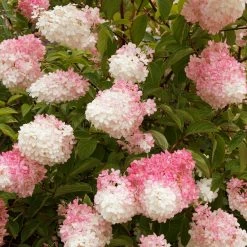 Perfect Plants Pink Diamond® Hydrangea Tree