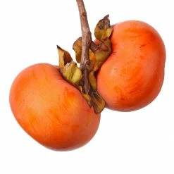 Perfect Plants Ichi Ki Kei Jiro Persimmon Tree 5 Perfect Plants Ichi Ki Kei Jiro Persimmon Tree