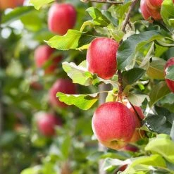 Perfect Plants Gala Apple Tree All Fruit & Nut Trees