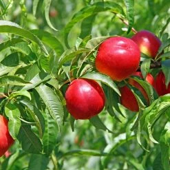 Perfect Plants June Princess Nectarine Tree Fast Growing Fruit Trees