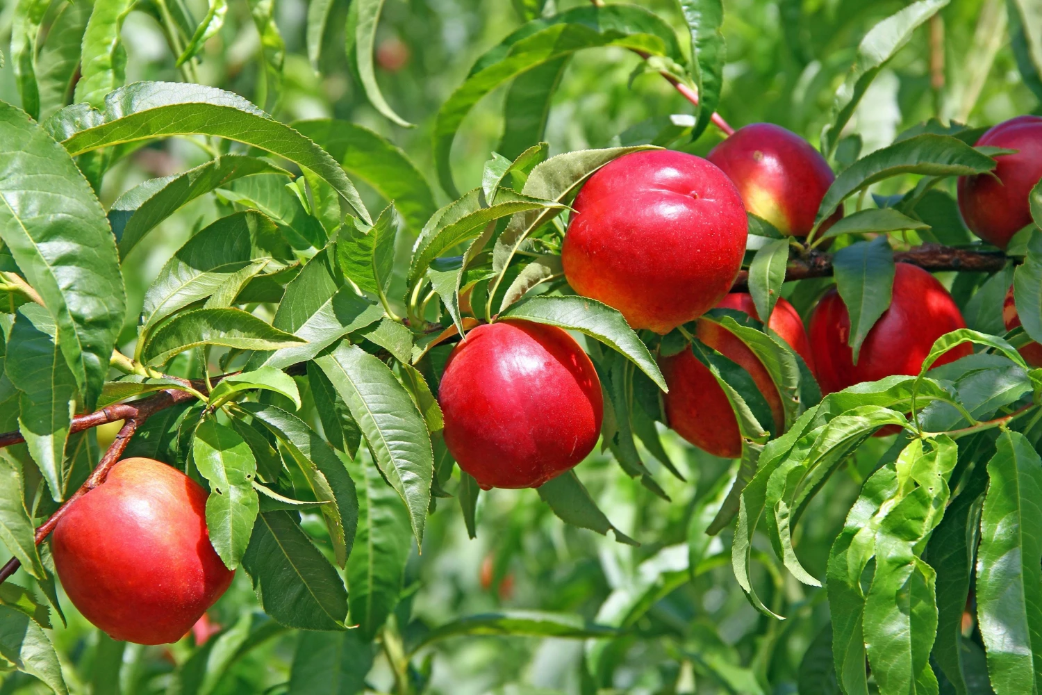 Perfect Plants June Princess Nectarine Tree Fast Growing Fruit Trees 1 Perfect Plants June Princess Nectarine Tree Fast Growing Fruit Trees