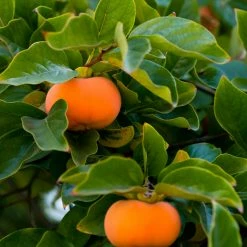 Perfect Plants Fuyu Jiro Persimmon Tree Persimmon Trees