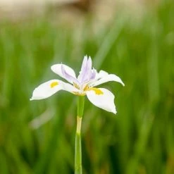 Perfect Plants All Shrubs & Hedges White African Iris Shrub